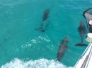 Dolphins swimming by our boat 